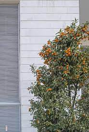 Fruit trees can be planted any time of year as long as the soil is not frozen and the temperatures have not reached their peak. 3 914 Family Fruit Trees Photos Free Royalty Free Stock Photos From Dreamstime