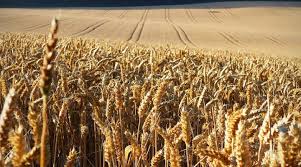 Your wheat plantation stock images are ready. Ohio Winter Wheat Production Report Morning Ag Clips