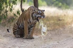 A Tiger Puking Animals Memes Best Funny Pictures