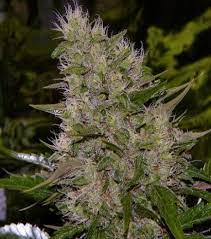 A critical mass is the smallest amount of fissile material needed for a sustained nuclear chain reaction. Critical Mass Mr Nice Zativo