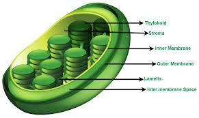 About Plastids - Class 9 Pdf Download