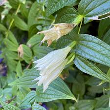 Image result for Gentiana asclepiadea alba