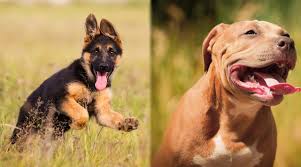 This breed is a mix between a german shepherd and the american pitbull breed. American Pitbull Terrier Vs German Shepherd Breed Comparison