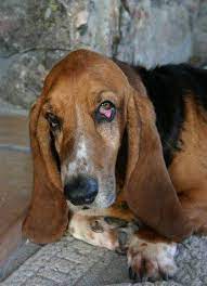 The Importance Of Gradually Weaning Dogs Off Prednisone Dog Coughing Dog Shaking Dogs
