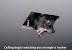 Ceiling Cat Wallpaper