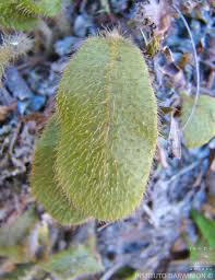 Image result for Elaphoglossum spathulatum