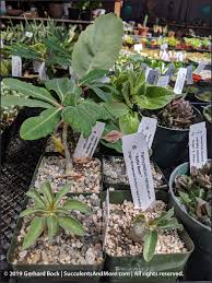 Rents here are currently lower in price than 55.7% of california neighborhoods. California Cactus Center In Pasadena