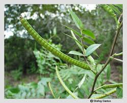 Image result for Senna occidentalis