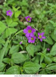 Image result for Oxalis latifolia