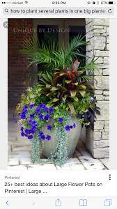 Pin By Raquel Mendoza On Backyard Garden Containers Plants Container Plants