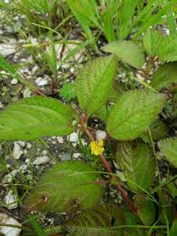 Image result for Corchorus olitorius