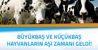 Buyukbas Ve Kucukbas Hayvanlarin Asi Zamani Geldi Haber