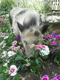 Kevin Bacon My Pot Belly Schwein