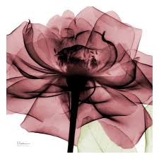 Chianti Rose Art Print Albert Koetsier Art Com Rose Art Abstract Canvas Painting Albert Koetsier