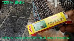 Cara menghilangkan kutu kucing terinfeksi kutu adalah masalah yang sangat umum dialami semua kucing, hal ini bukan hanya dialami pemilik kucing yang masih pemula tetapi para pemilik kucing. Cara Praktis Membersihkan Kutu Kucing Meong Youtube