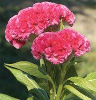 Pin On Garden Lust