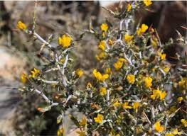 Image result for Dichilus