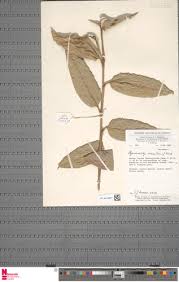 Image result for Hypselodelphys