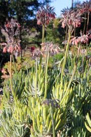 Image result for Cotyledon barbeyi