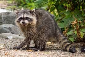 Currently our database contains 40266 spelling explanations and 3707 full definitions with examples. What Does A Raccoon Sound Like Terminix