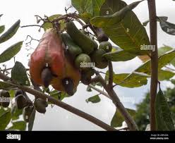 Image result for Anacardiaceae