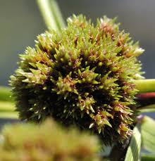 Image result for Oxycaryum