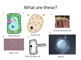Musashixjubeio0 and 8 more users found this answer helpful. What Are These Ciliated Epithelial Cell 6 Animal Cell Ppt Download