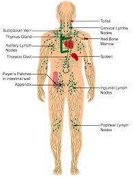Discuss The Immune System Of The Body With A Neat Labelled