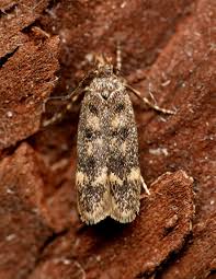 Image result for Bryotropha senectella