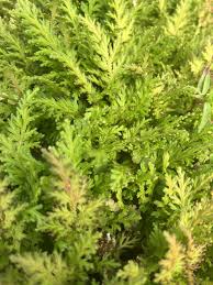 Image result for Selaginella molliceps
