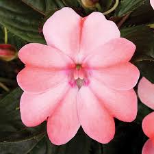 Image result for Impatiens apiculata