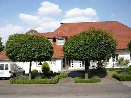 Acer Platanoides Globosum Kugel Ahorn Sehr Haufiger Kugelbaum In Deutschen Garten Auch In Vorgarten Sehr Beliebt Wegen D Kugelbaum Bepflanzung Vorgarten