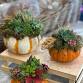Succulent Pumpkins event image