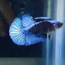 Ikan cupang giant atau giant betta merupakan salah satu jenis ikan yang mempunyai ukuran paling besar diantara jenis ikan cupang lainnya. 10 Ikan Cupang Avatar Gold Pictures