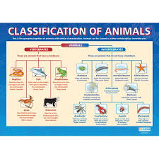 Classification Of Animals Poster Animal Classification