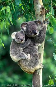 Koalas usually have enough morning dew and moisture present in eucalyptus leaves to satisfy their thirst. Pin On Animals