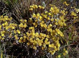 Image result for Helichrysum buchananii