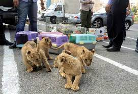 Please visit your nearest store or call us, if you have questions about exotic pet supplies. Inspectors Seize Smuggled Exotic Animals From Amman Pet Shop Jordan Times
