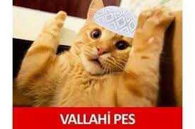 Kedim Surekli Kulak Mememi Emiyor Sebebi Ne Olabilir Kizlarsoruyor