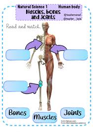 Contraction of the skeletal muscles helps limbs and other body parts move. Human Body Bones Muscles And Joints Worksheet