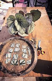 Begonia Rex Leaf Square Cuttings Ide Berkebun Tanaman Pohon