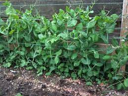 When shopping for garden peas, choose fresh or frozen over canned. Garden Soil Inoculants Tips On Using Pea And Bean Inoculants In Your Garden