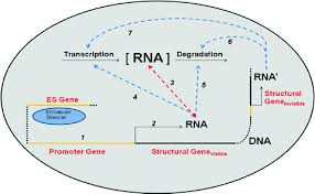 Dna mutations simulation answer key. Whole Cells Springerlink