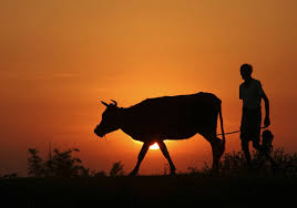 Nothing's sacred: the illegal trade in India's holy cows | The Independent