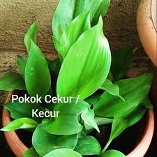 Daun suji memiliki warna hijau yang lebih tua dan mengkilap daripada daun pandan. Anak Pokok Cekur Kecur Shopee Malaysia