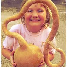 Buy 14 Craft Ready Cleaned SPECIALS Gourds Martin House 7 Inch DISCOUNT BOX  Online in India