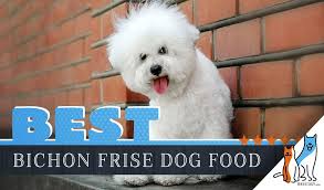 15 Best Dog Foods For Bichon Frises 2019 Feeding Guide