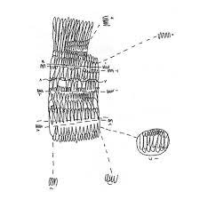 Drawing Procreate Chalk Posh Hopscotch Brush Art Draw Diagram Schematic Label