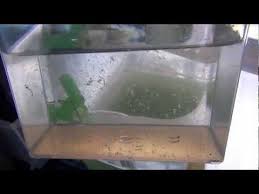 More than brine shrimp.we are the complete aquarium fish food. Raise Brine Shrimp To Feed Your Betta As They Are Naturally Carnivores And Require More Than Traditional Tropical Flakes Brine Shrimp Aqua Farm Shrimp Farming
