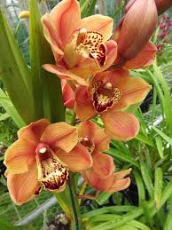 Cymbidium Orchid Grows In The Colors Of White Lavender Purple Pink Magenta Red Burgundy Peach Yellow Green An Cymbidium Orchids Orchids Orange Orchid